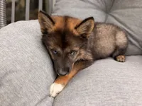 Jimothy , a female Pomsky for sale in Newton, KS – 7 of 9