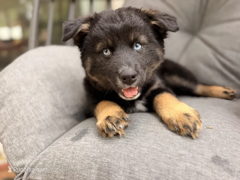 Chonk – Pomsky puppy for sale in Newton, KS