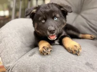 Chonk, a female Pomsky for sale in Newton, KS – 1 of 5