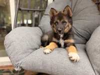 Jimothy , a female Pomsky for sale in Newton, KS – 9 of 9