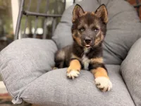 Jimothy , a female Pomsky for sale in Newton, KS – 5 of 9