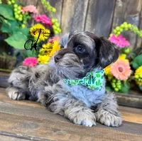 Dakota, a male Miniature Schnauzer for sale in Bristol, VA – 8 of 10