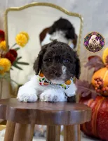 Chestnut, a male Poodle - Standard  for sale in Bristol, VA – 6 of 10