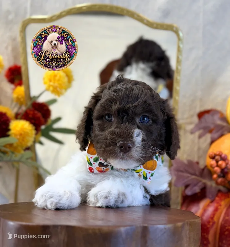 Chestnut – Poodle - Standard  puppy for sale in Bristol, VA