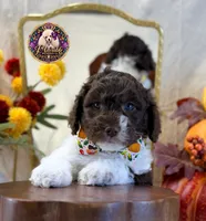 Chestnut, a male Poodle - Standard  for sale in Bristol, VA – 1 of 10