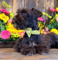 Ledger, a male Miniature Schnauzer for sale in Bristol, VA – 2 of 10