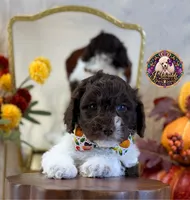 Chestnut, a male Poodle - Standard  for sale in Bristol, VA – 7 of 10