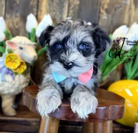 Sterling, a male Miniature Schnauzer for sale in Bristol, VA – Photo 9 of 10