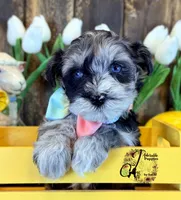 Sterling, a male Miniature Schnauzer for sale in Bristol, VA – Photo 1 of 10