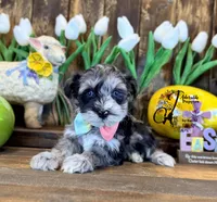 Sterling, a male Miniature Schnauzer for sale in Bristol, VA – Photo 10 of 10
