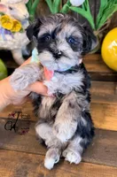 Sterling, a male Miniature Schnauzer for sale in Bristol, VA – Photo 4 of 10