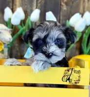 Sterling, a male Miniature Schnauzer for sale in Bristol, VA – Photo 3 of 10