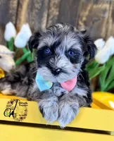 Sterling, a male Miniature Schnauzer for sale in Bristol, VA – Photo 7 of 10