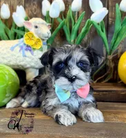 Sterling, a male Miniature Schnauzer for sale in Bristol, VA – Photo 2 of 10