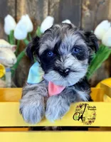 Sterling, a male Miniature Schnauzer for sale in Bristol, VA – Photo 8 of 10