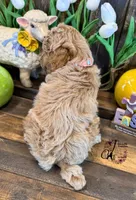 Wrangler , a male Poodle - Miniature  for sale in Bristol, VA – Photo 4 of 10