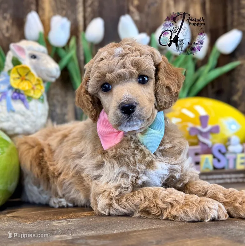 Wrangler  – Poodle - Miniature  puppy for sale in Bristol, VA