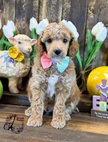 Wrangler , a male Poodle - Miniature  for sale in Bristol, VA – Photo 8 of 10