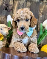 Wrangler , a male Poodle - Miniature  for sale in Bristol, VA – Photo 2 of 10