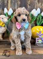 Wrangler , a male Poodle - Miniature  for sale in Bristol, VA – Photo 7 of 10