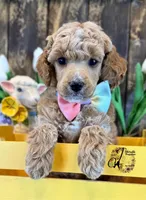 Wrangler , a male Poodle - Miniature  for sale in Bristol, VA – Photo 6 of 10