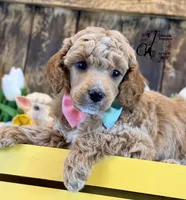 Wrangler , a male Poodle - Miniature  for sale in Bristol, VA – Photo 3 of 10