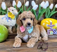 Wrangler , a male Poodle - Miniature  for sale in Bristol, VA – Photo 10 of 10