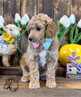 Wrangler , a male Poodle - Miniature  for sale in Bristol, VA – Photo 5 of 10