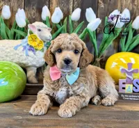 Wrangler , a male Poodle - Miniature  for sale in Bristol, VA – Photo 9 of 10