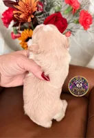 Betty Lou, a female Miniature Schnauzer for sale in Bristol, VA – 3 of 10