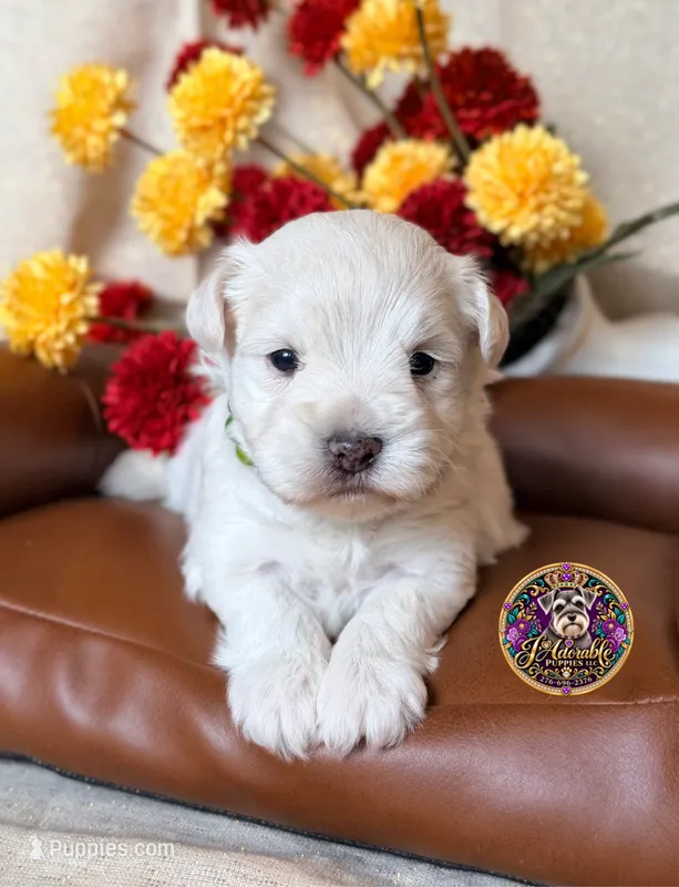 Peace – Miniature Schnauzer puppy for sale in Bristol, VA