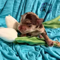 Banks , a male Miniature Schnauzer for sale in Bristol, VA – Photo 4 of 10