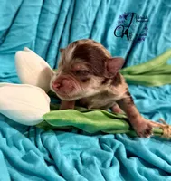 Banks , a male Miniature Schnauzer for sale in Bristol, VA – Photo 4 of 10