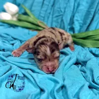 Banks , a male Miniature Schnauzer for sale in Bristol, VA – Photo 9 of 10