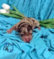 Banks , a male Miniature Schnauzer for sale in Bristol, VA – Photo 9 of 10