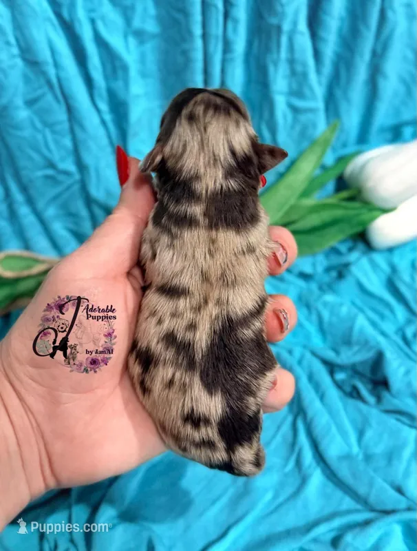 Banks , a male Miniature Schnauzer for sale in Bristol, VA – Photo 1 of 10