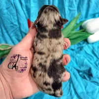 Banks , a male Miniature Schnauzer for sale in Bristol, VA – Photo 1 of 10