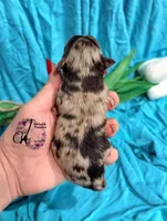 Banks , a male Miniature Schnauzer for sale in Bristol, VA – Photo 1 of 10