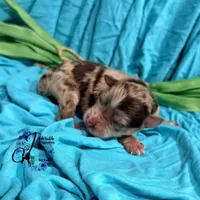 Banks , a male Miniature Schnauzer for sale in Bristol, VA – Photo 5 of 10