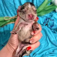 Banks , a male Miniature Schnauzer for sale in Bristol, VA – Photo 10 of 10