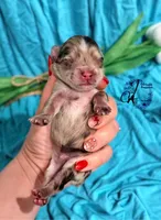 Banks , a male Miniature Schnauzer for sale in Bristol, VA – Photo 10 of 10