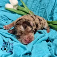 Banks , a male Miniature Schnauzer for sale in Bristol, VA – Photo 2 of 10