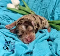 Banks , a male Miniature Schnauzer for sale in Bristol, VA – Photo 2 of 10