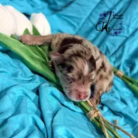 Banks , a male Miniature Schnauzer for sale in Bristol, VA – Photo 6 of 10
