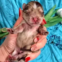 Banks , a male Miniature Schnauzer for sale in Bristol, VA – Photo 3 of 10