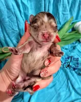 Banks , a male Miniature Schnauzer for sale in Bristol, VA – Photo 3 of 10