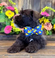 Bud, a male Miniature Schnauzer for sale in Bristol, VA – 4 of 10
