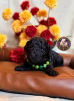 Blueberry , a male Poodle - Toy  and Poodle - Miniature  for sale in Bristol, VA – 2 of 10