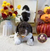 Chestnut, a male Poodle - Standard  for sale in Bristol, VA – 8 of 10