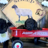 Heath, a male Bordoodle for sale in Bristol, VA – Photo 7 of 10